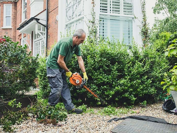 Hedge Trimming